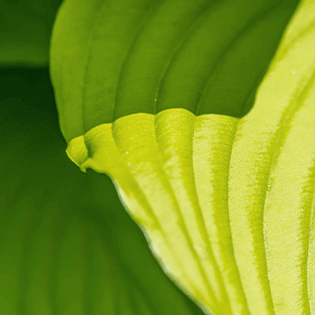 T.OATHAN帝奧昇生技 | Pili Pala酵素益生菌 | XIAN XIAN纖纖 | WEI WEI 威威 | GULI 骨力