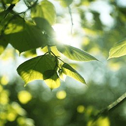 T.Oathan Biotech Co.,Ltd. | PILIPALA | XIAN XIAN | WEI WEI | CULI CULI