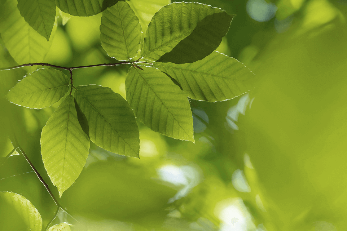 Request for Free Samples