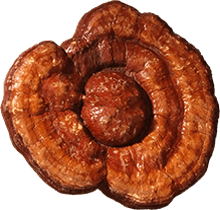 Ganoderma Lucidum Extract