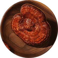Ganoderma Lucidum Extract